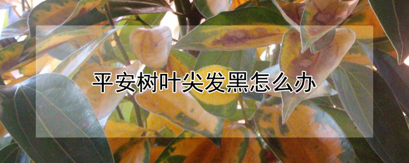 平安樹葉尖發黑怎么辦