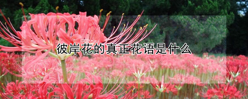 彼岸花的真正花語(yǔ)是什么