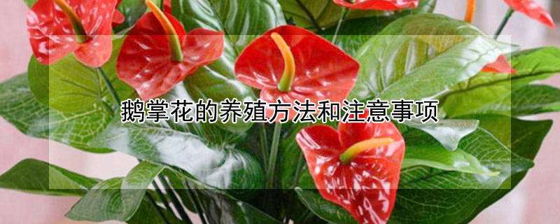 鵝掌花的養(yǎng)殖方法和注意事項(xiàng)