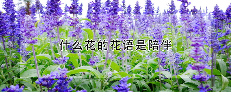 什么花的花語(yǔ)是陪伴