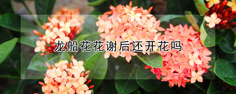 龍船花花謝后還開花嗎