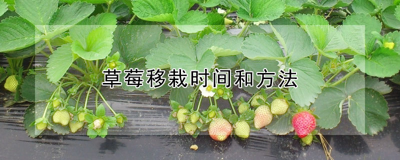 草莓移栽時(shí)間和方法