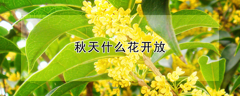 秋天什么花開放