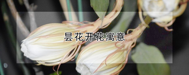 曇花開花寓意