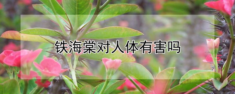 鐵海棠對(duì)人體有害嗎