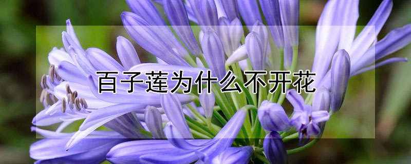 百子蓮為什么不開花