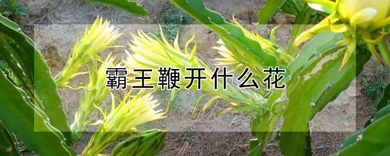 霸王鞭開什么花