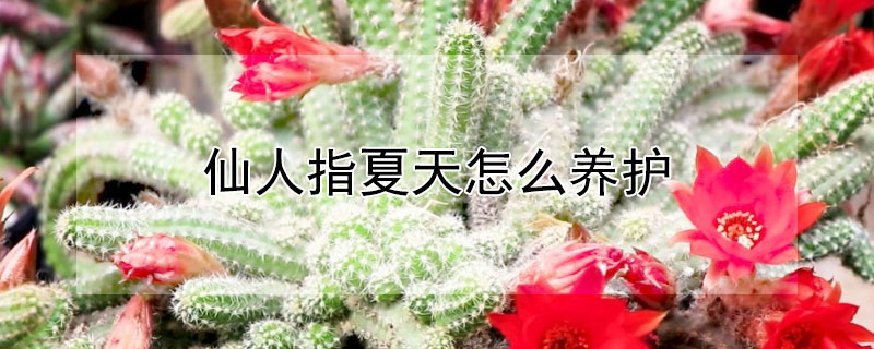 仙人指夏天怎么養(yǎng)護(hù)