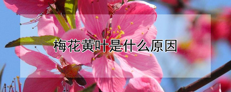 梅花黃葉是什么原因