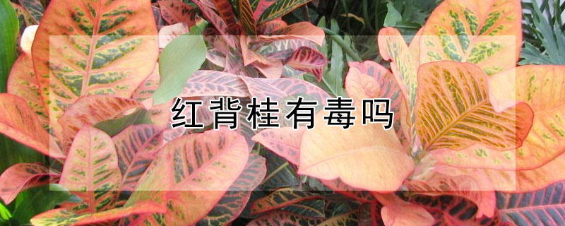 紅背桂有毒嗎