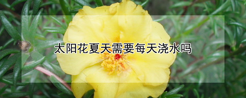 太陽花夏天需要每天澆水嗎