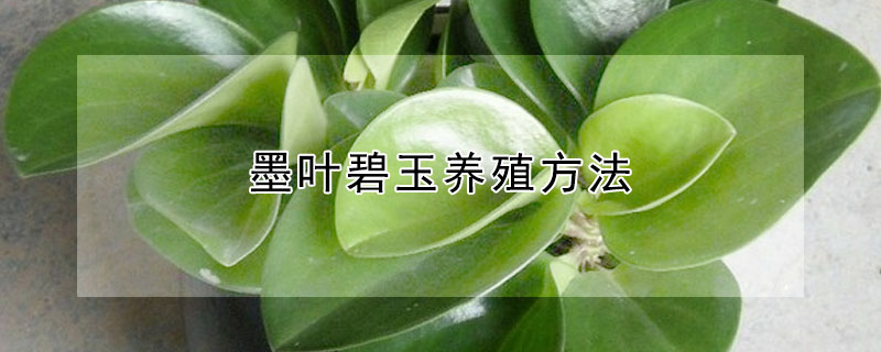 墨葉碧玉養(yǎng)殖方法