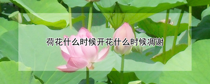 荷花什么時(shí)候開花什么時(shí)候凋謝