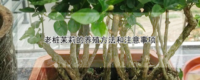 老樁茉莉的養殖方法和注意事項