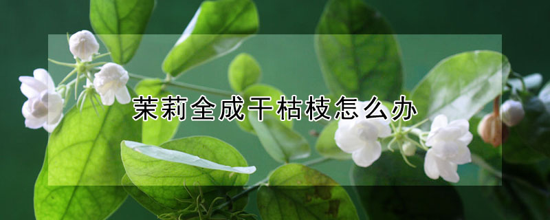 茉莉全成干枯枝怎么辦