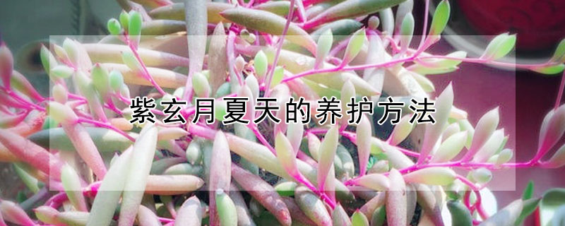 紫玄月夏天的養(yǎng)護(hù)方法