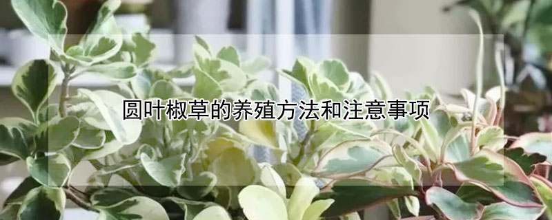 圓葉椒草的養(yǎng)殖方法和注意事項