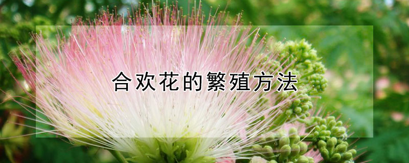 合歡花的繁殖方法