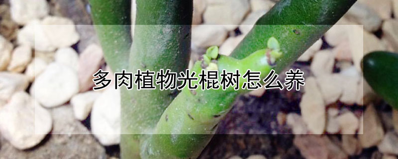 多肉植物光棍樹(shù)怎么養(yǎng)