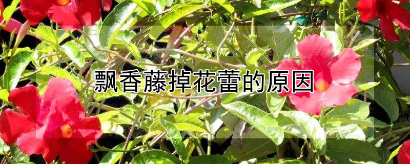 飄香藤掉花蕾的原因