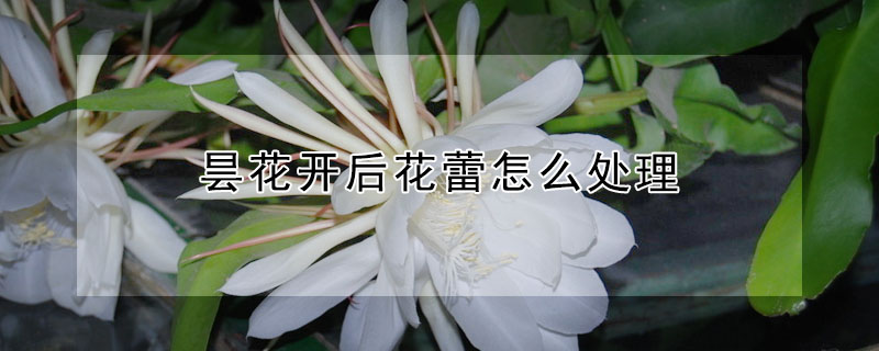 曇花開后花蕾怎么處理