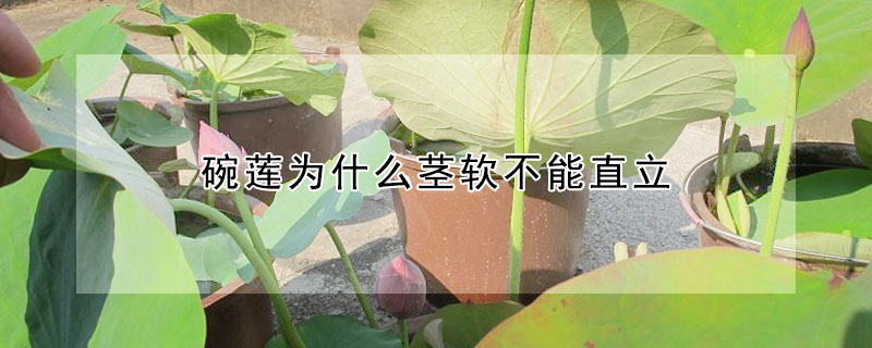 碗蓮為什么莖軟不能直立