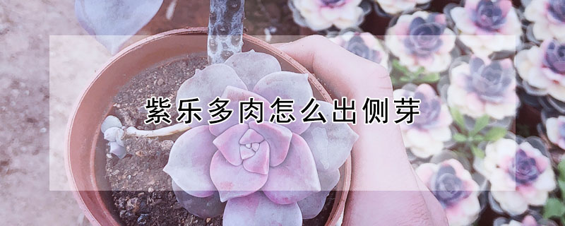 紫樂多肉怎么出側芽