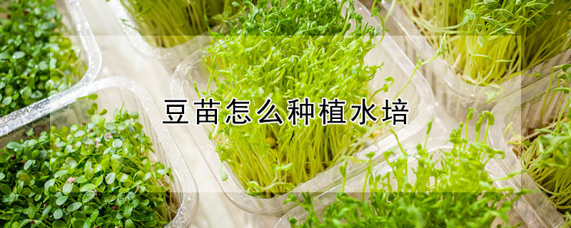 豆苗怎么種植水培