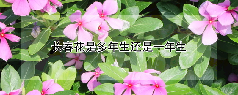 長春花是多年生還是一年生