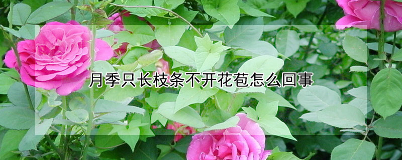 月季只長枝條不開花苞怎么回事