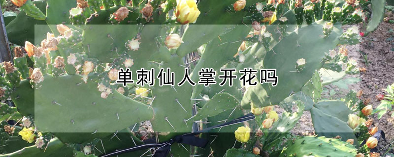 單刺仙人掌開花嗎