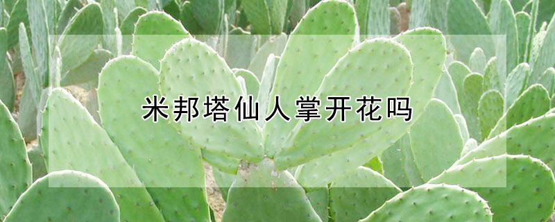 米邦塔仙人掌開花嗎