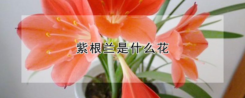 紫根蘭是什么花