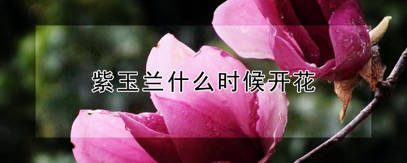 紫玉蘭什么時候開花