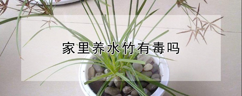 家里養(yǎng)水竹有毒嗎