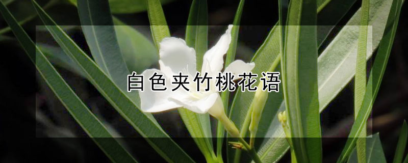 白色夾竹桃花語