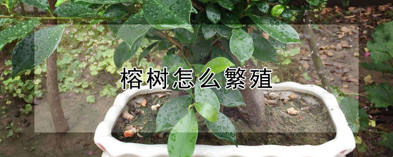 榕樹(shù)怎么繁殖