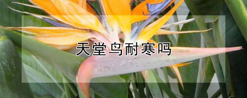 天堂鳥耐寒嗎