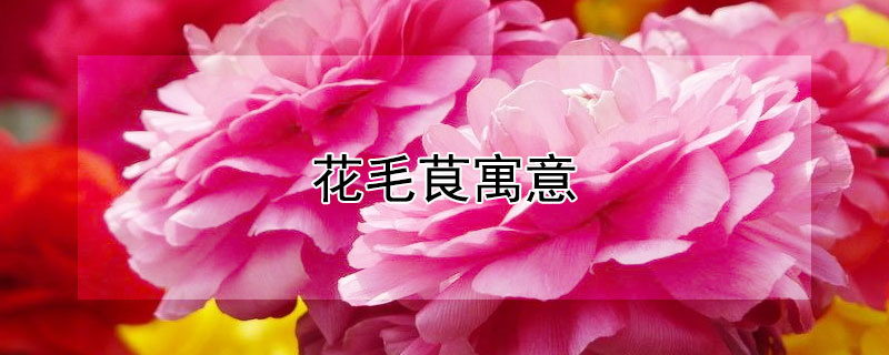 花毛茛寓意