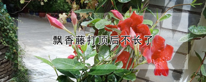 飄香藤打頂后不長了