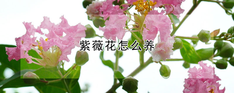 紫薇花怎么養(yǎng)