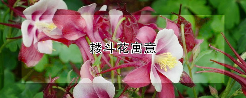 耬斗花寓意