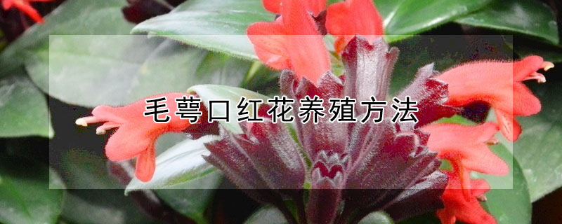 毛萼口紅花養(yǎng)殖方法