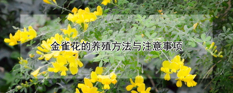 金雀花的養(yǎng)殖方法與注意事項