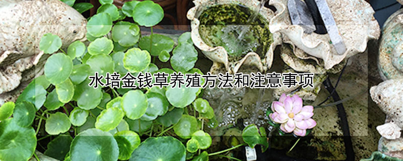 水培金錢草養(yǎng)殖方法和注意事項