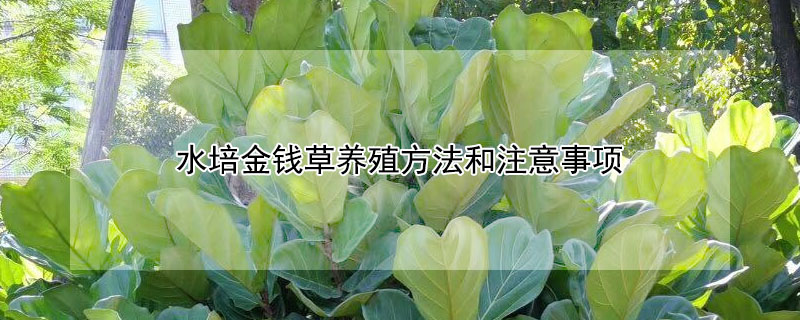 琴葉榕多久能長(zhǎng)大