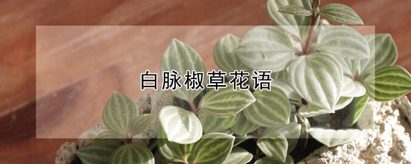 白脈椒草花語