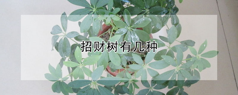 招財樹有幾種