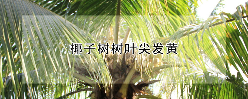 椰子樹(shù)樹(shù)葉尖發(fā)黃