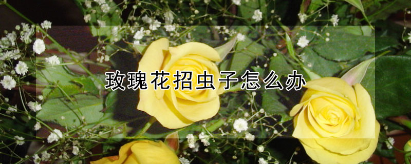 玫瑰花招蟲子怎么辦